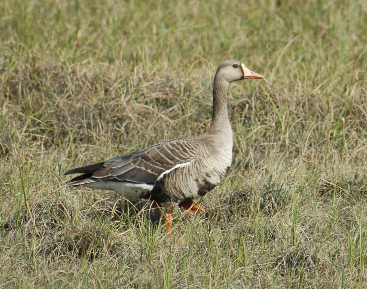 Greater White-fronted Goose - Sue Riffe
