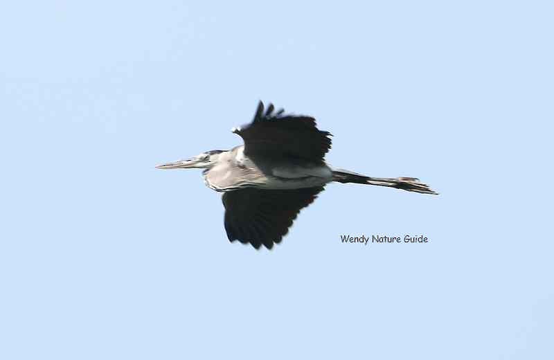 Gray Heron - Wendy Chin