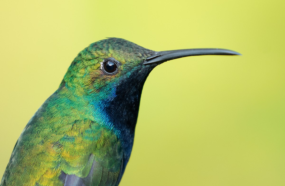 kolibřík tropický - ML112808671