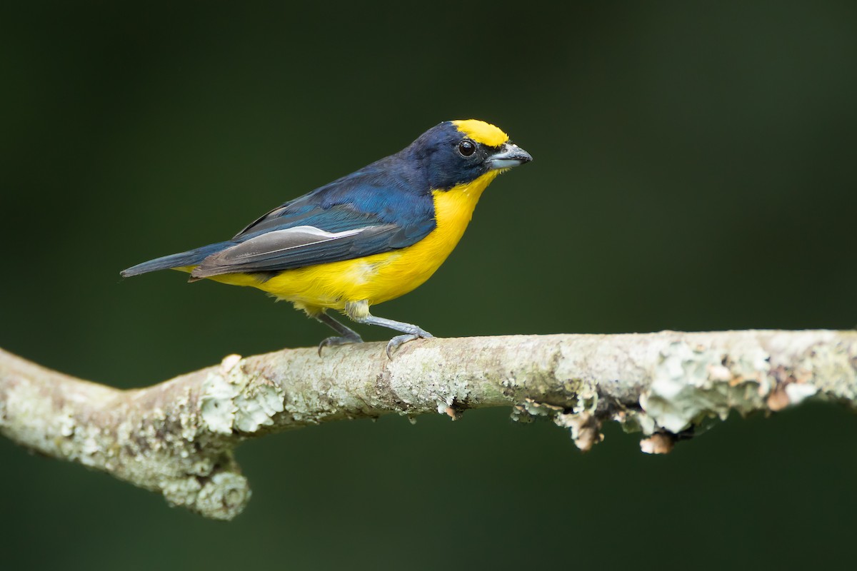 Thick-billed Euphonia - Dorian Anderson