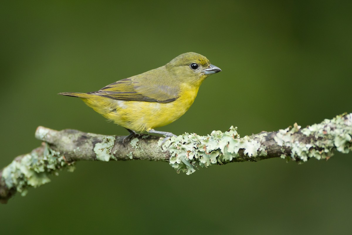 Thick-billed Euphonia - Dorian Anderson
