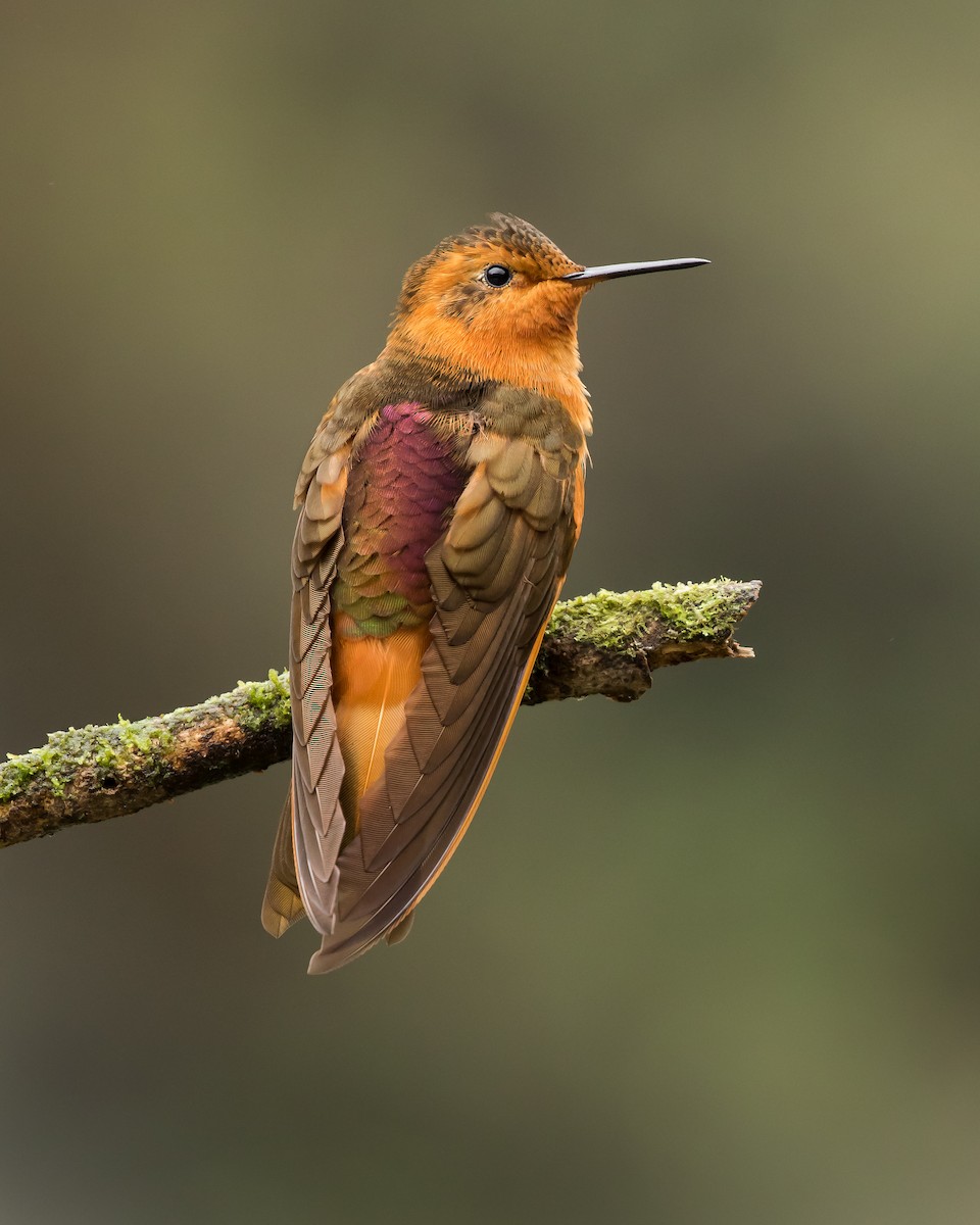 kolibřík duhovohřbetý - ML112809401