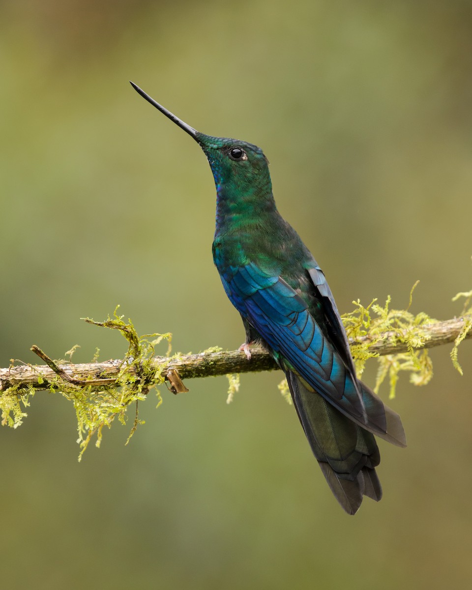 kolibřík modrokřídlý - ML112809491
