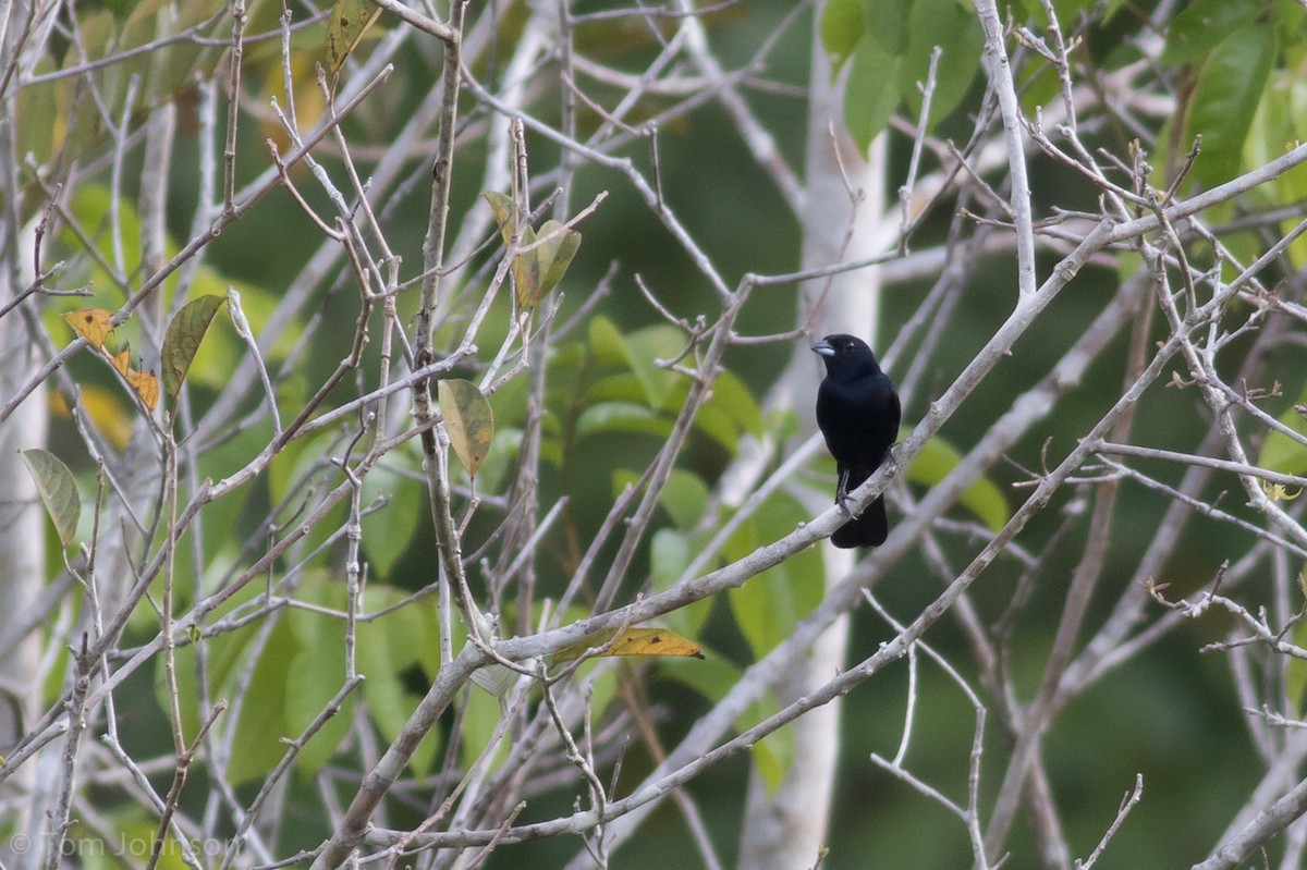 Red-shouldered Tanager - ML112809611