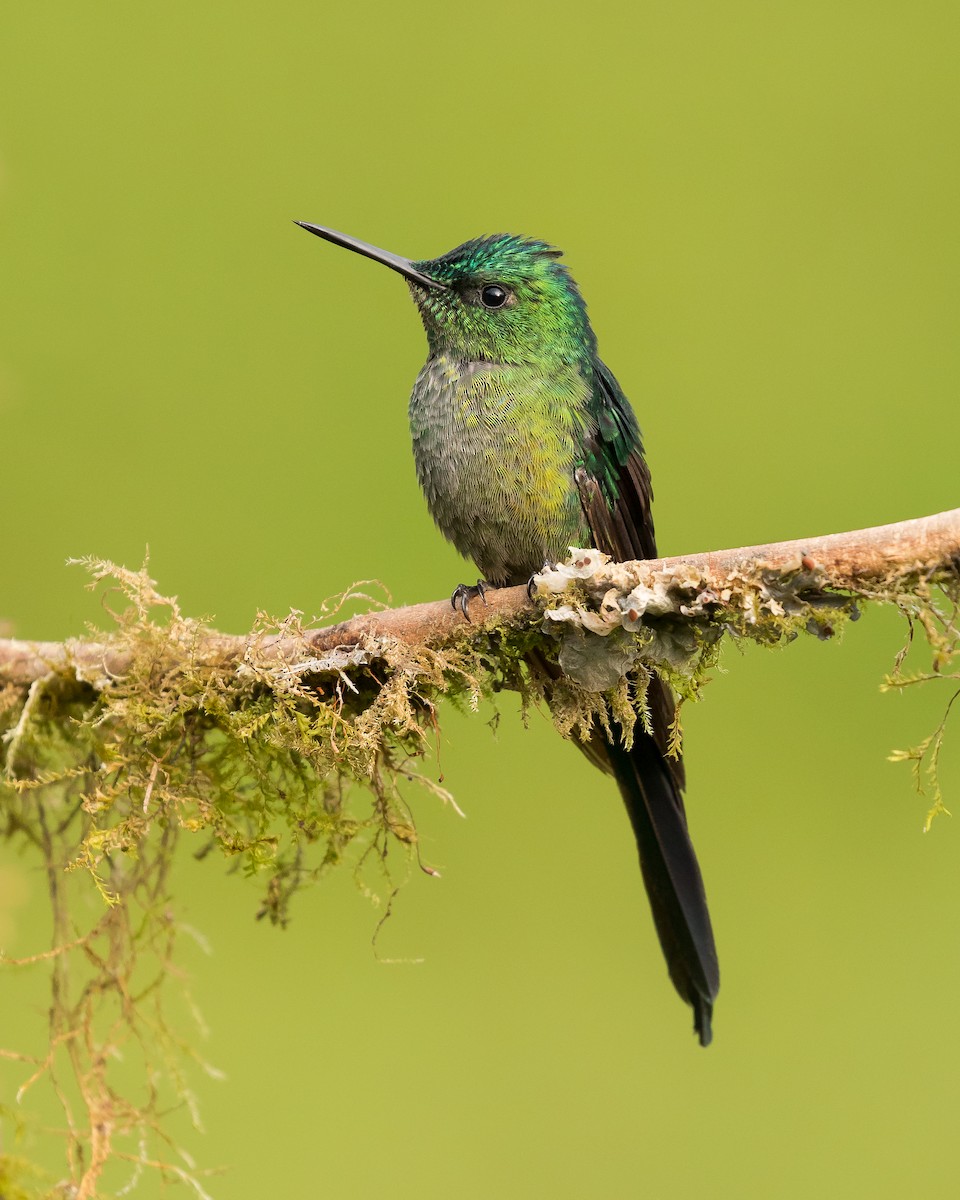 Long-tailed Sylph - ML112809811