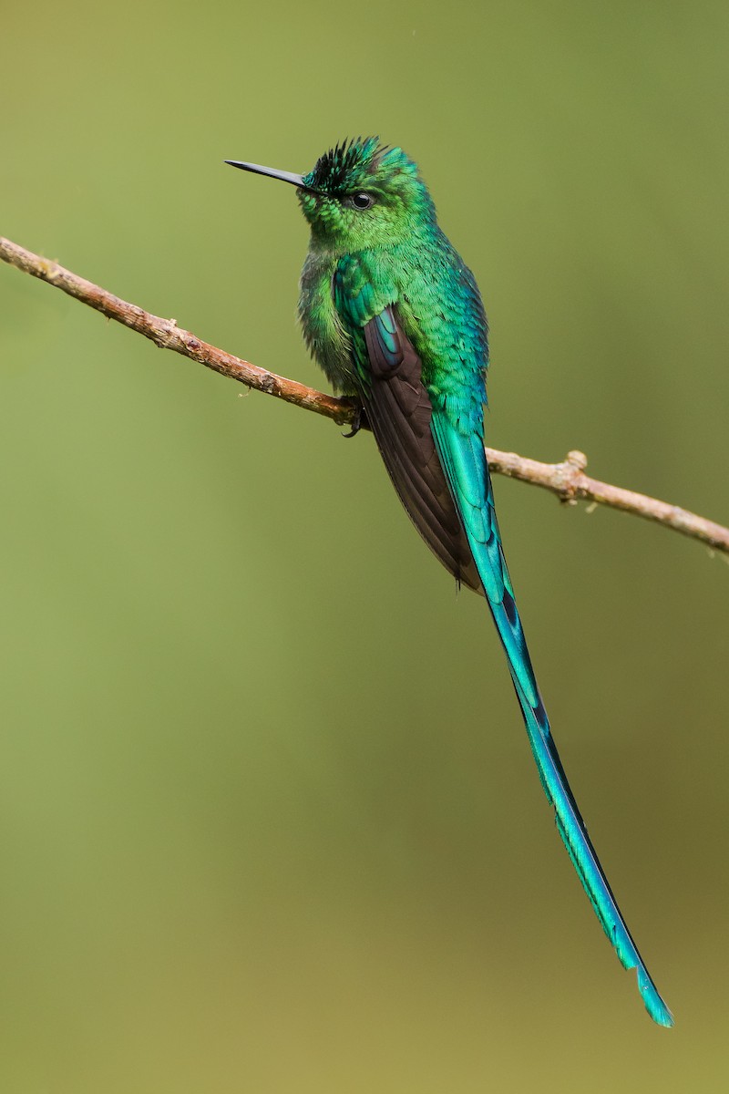 Long-tailed Sylph - ML112809821