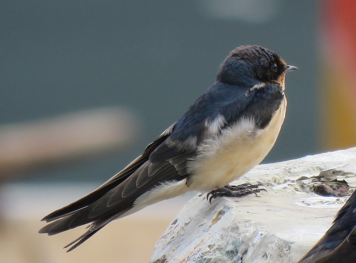 Barn Swallow (American) - ML112810971