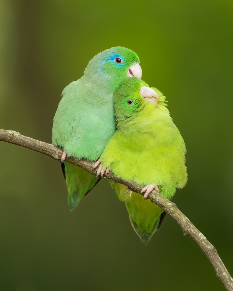 Spectacled Parrotlet - Dorian Anderson