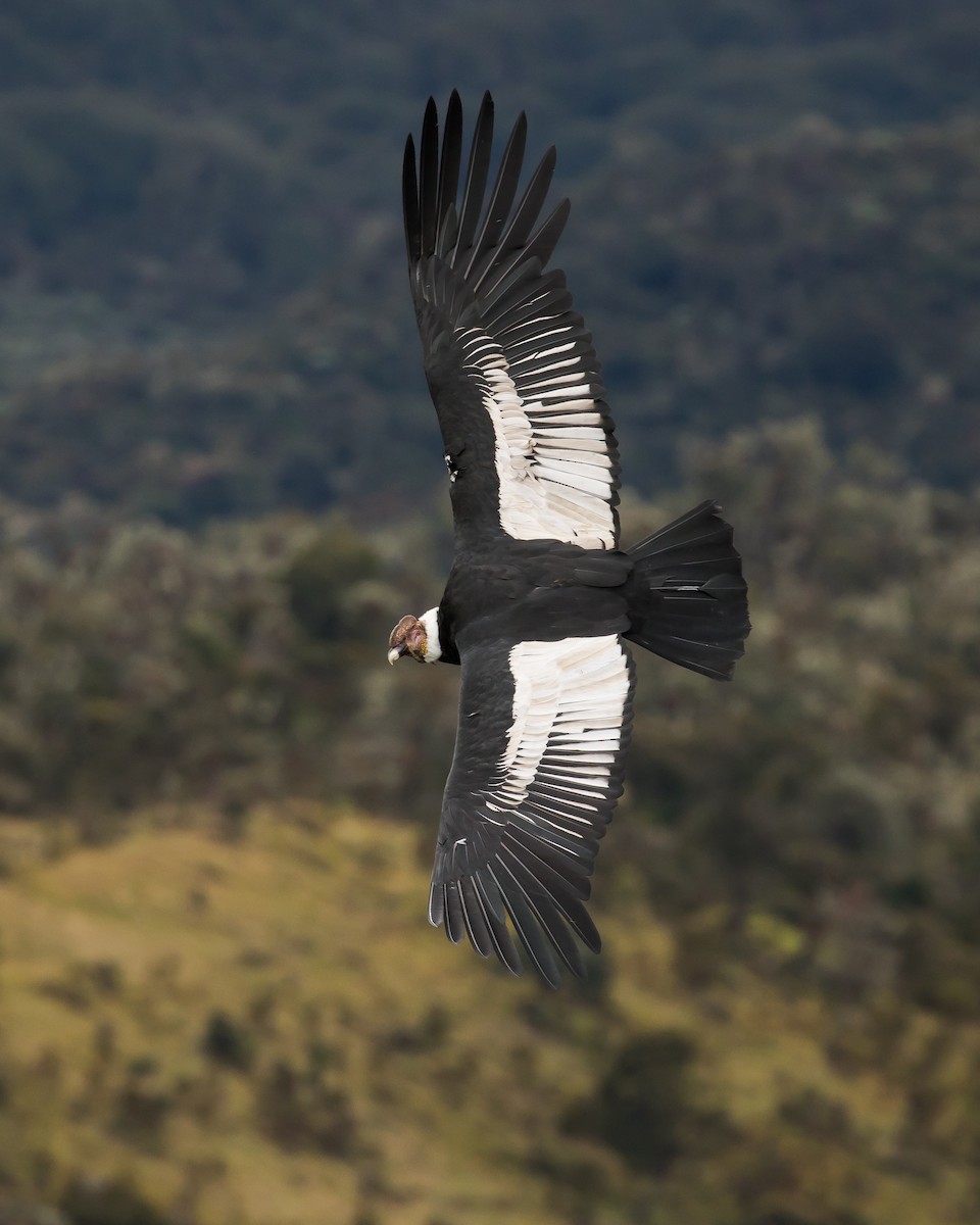 Andean Condor - ML112811781