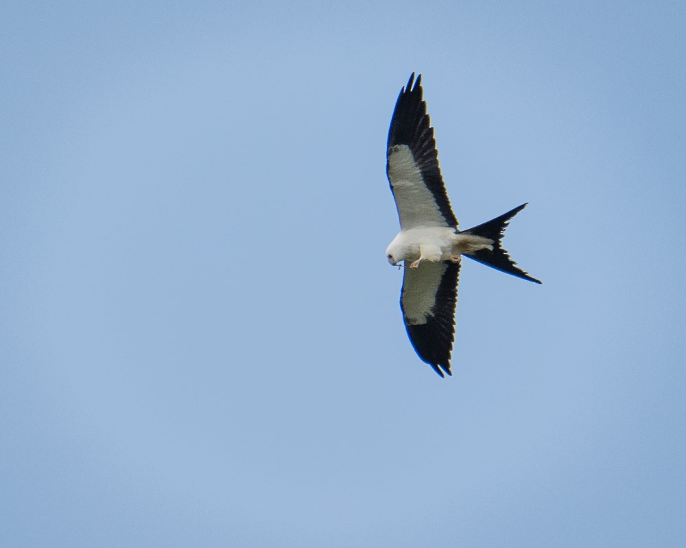Swallow-tailed Kite - JW  Mills