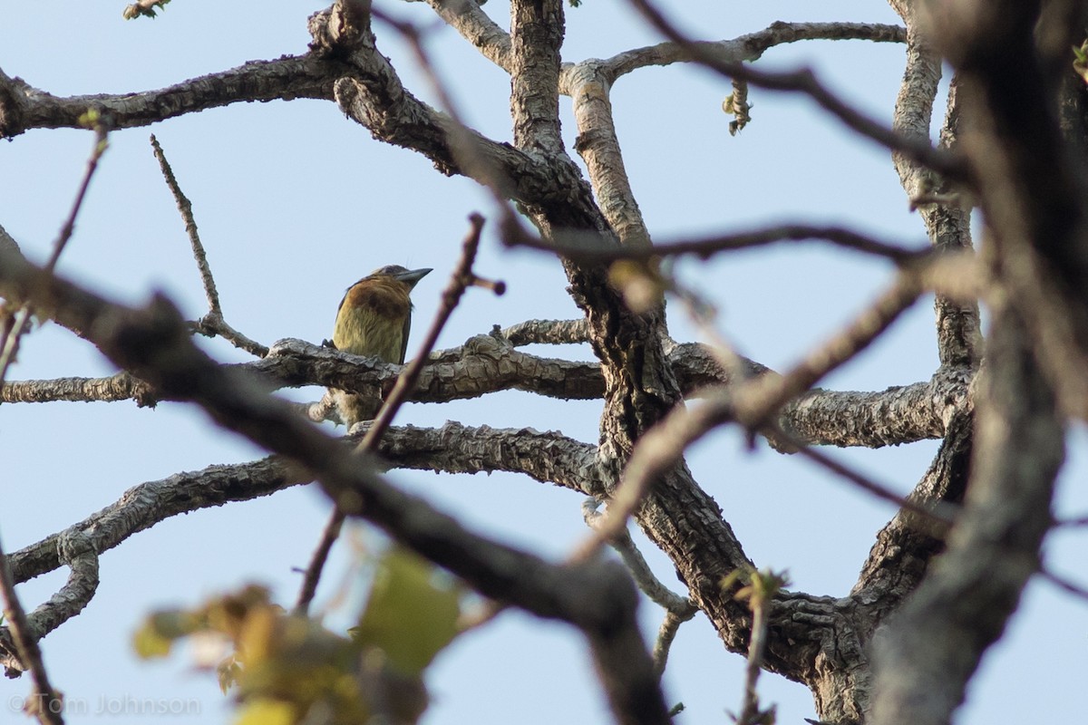 Brown-chested Barbet - ML112817221