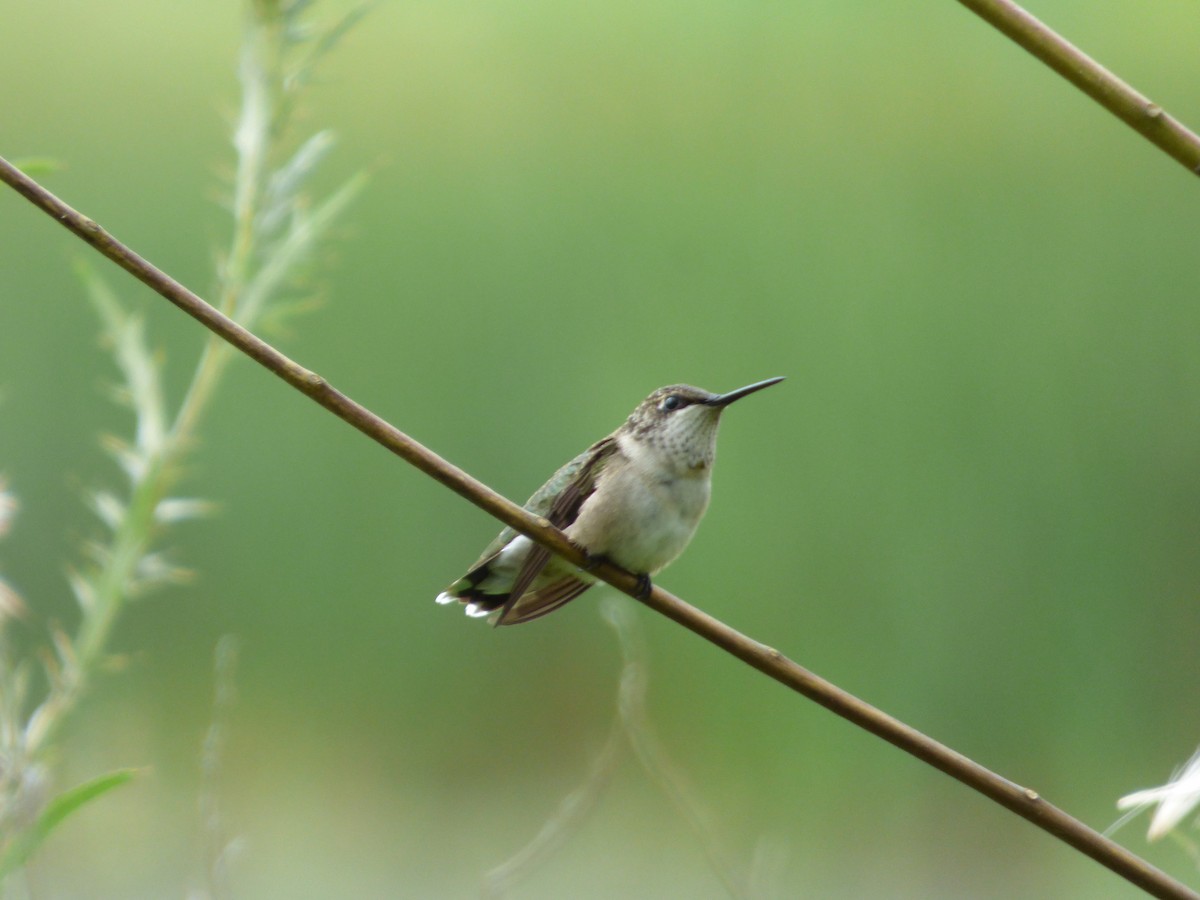 Ruby-throated Hummingbird - Benjamin Zerante