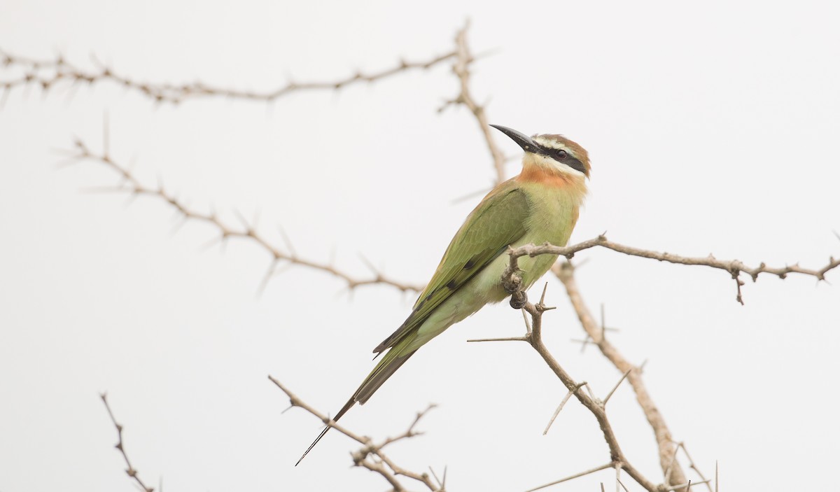Madagascar Bee-eater - ML112826311
