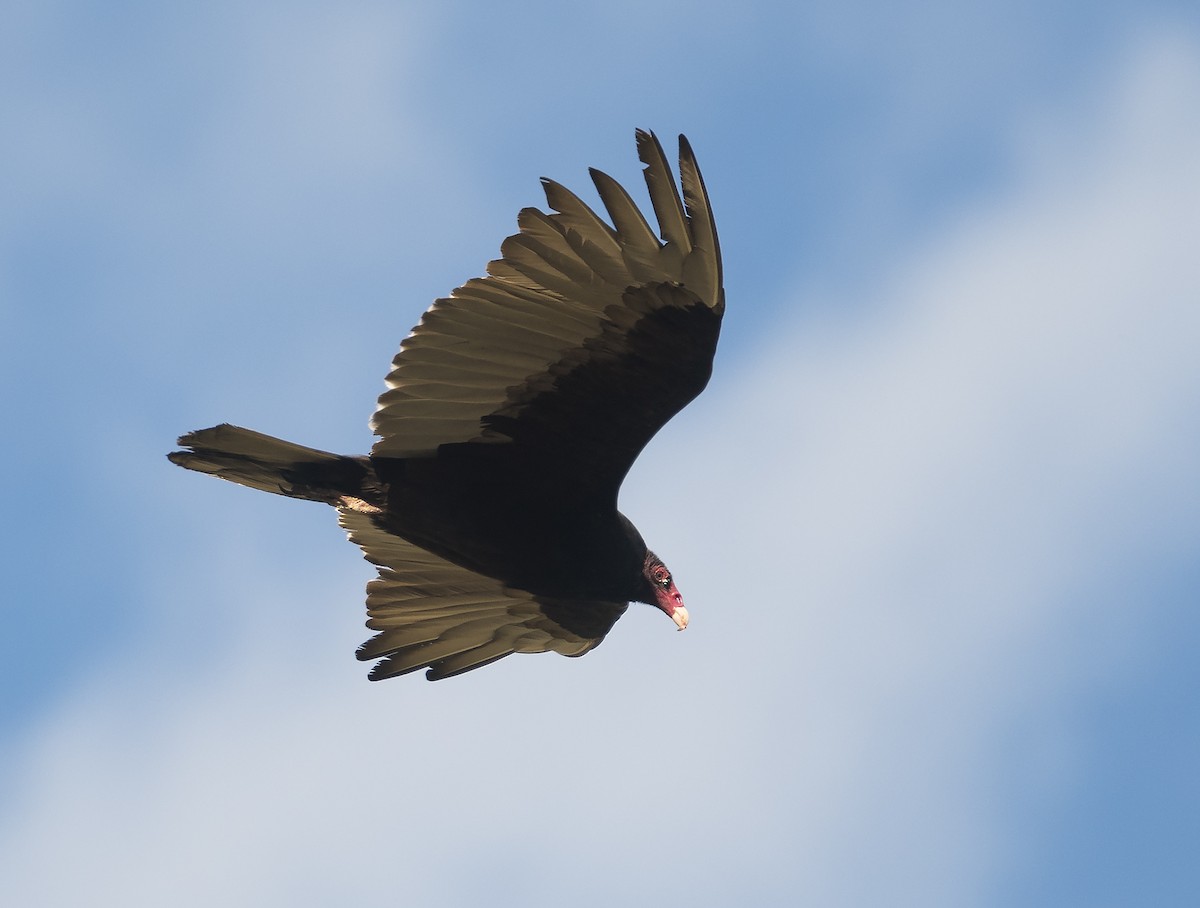 Turkey Vulture - Ian Routley