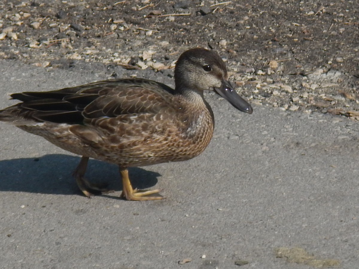 Blue-winged Teal - ML112826611