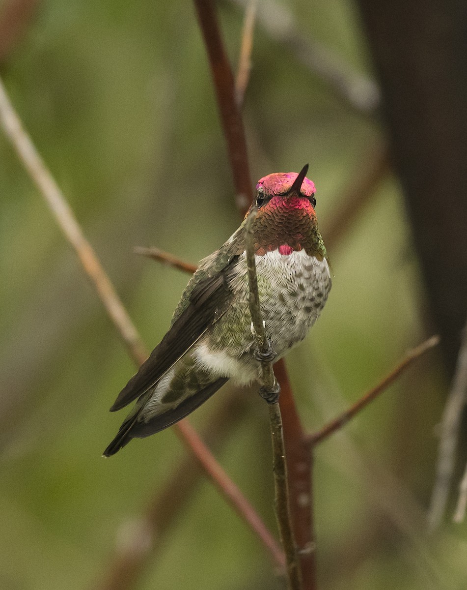 Anna's Hummingbird - ML112827561