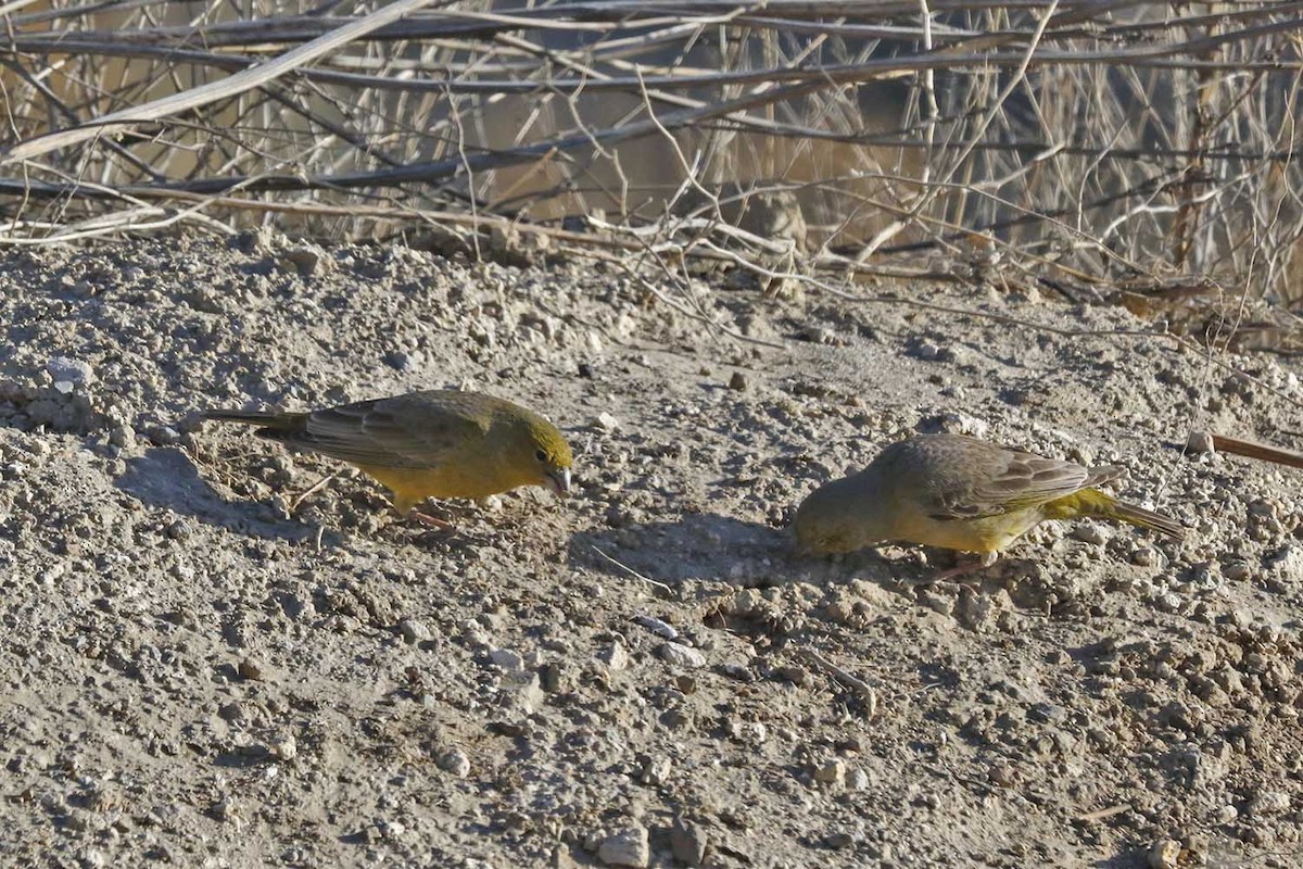 Greenish Yellow-Finch - Pedro Allasi Condo - COAP - COLLAGUA BIRDER