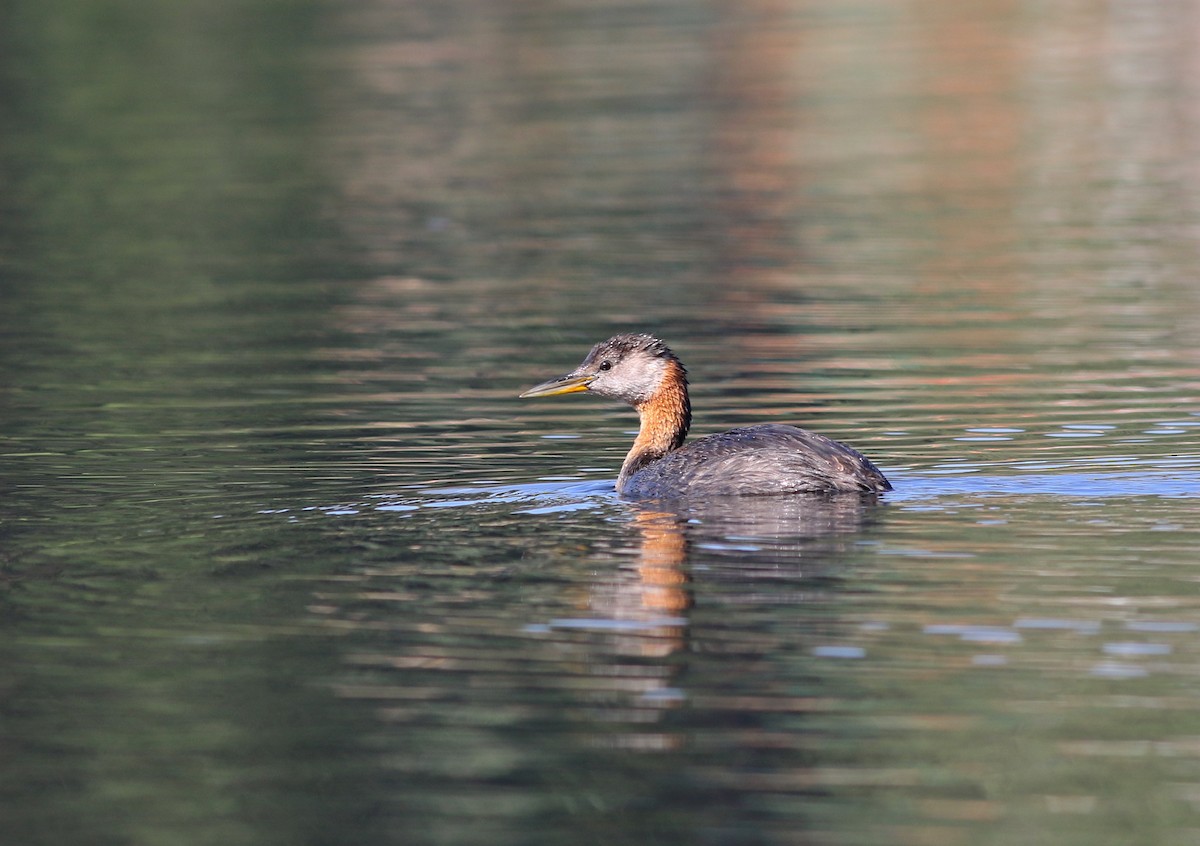 Red-necked Grebe - ML112829161