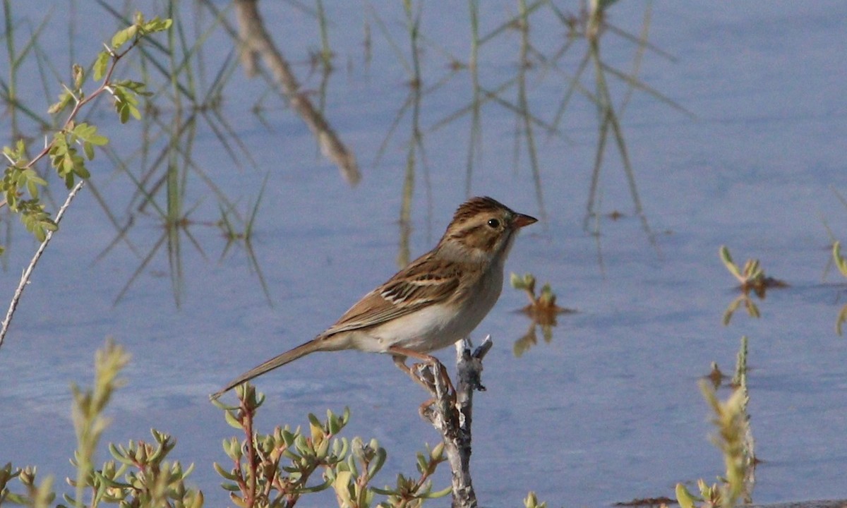 Clay-colored Sparrow - Darlene Feener