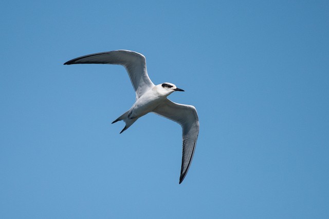 Forster's Tern