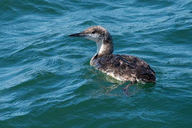 Pacific Loon