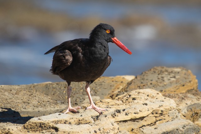 Black Oystercatcher