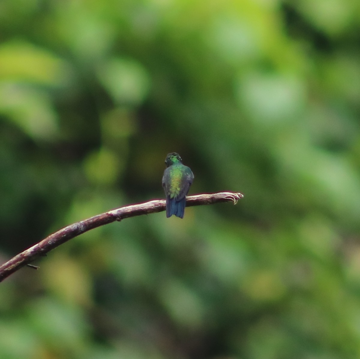 Sapphire-throated Hummingbird - ML112831421