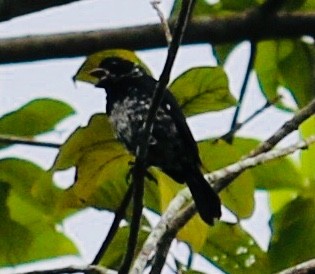 Variable Seedeater - ML112831681