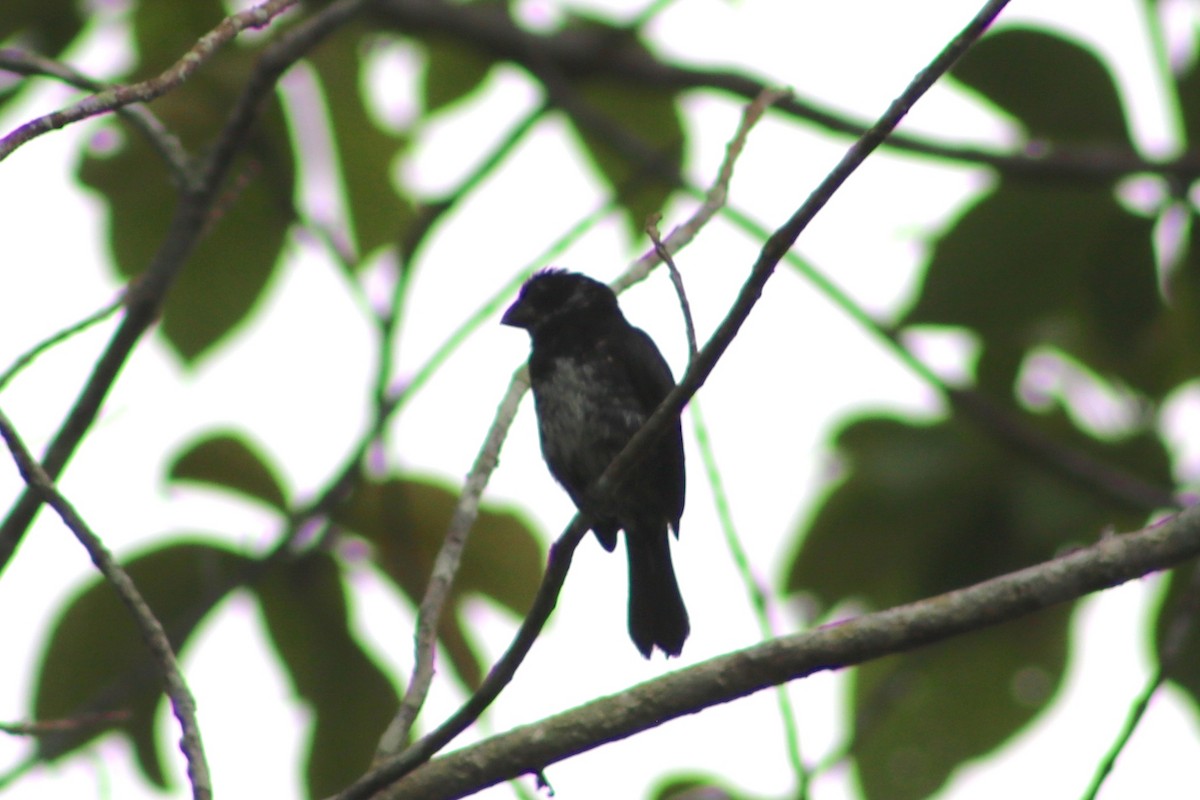 Variable Seedeater - ML112831691