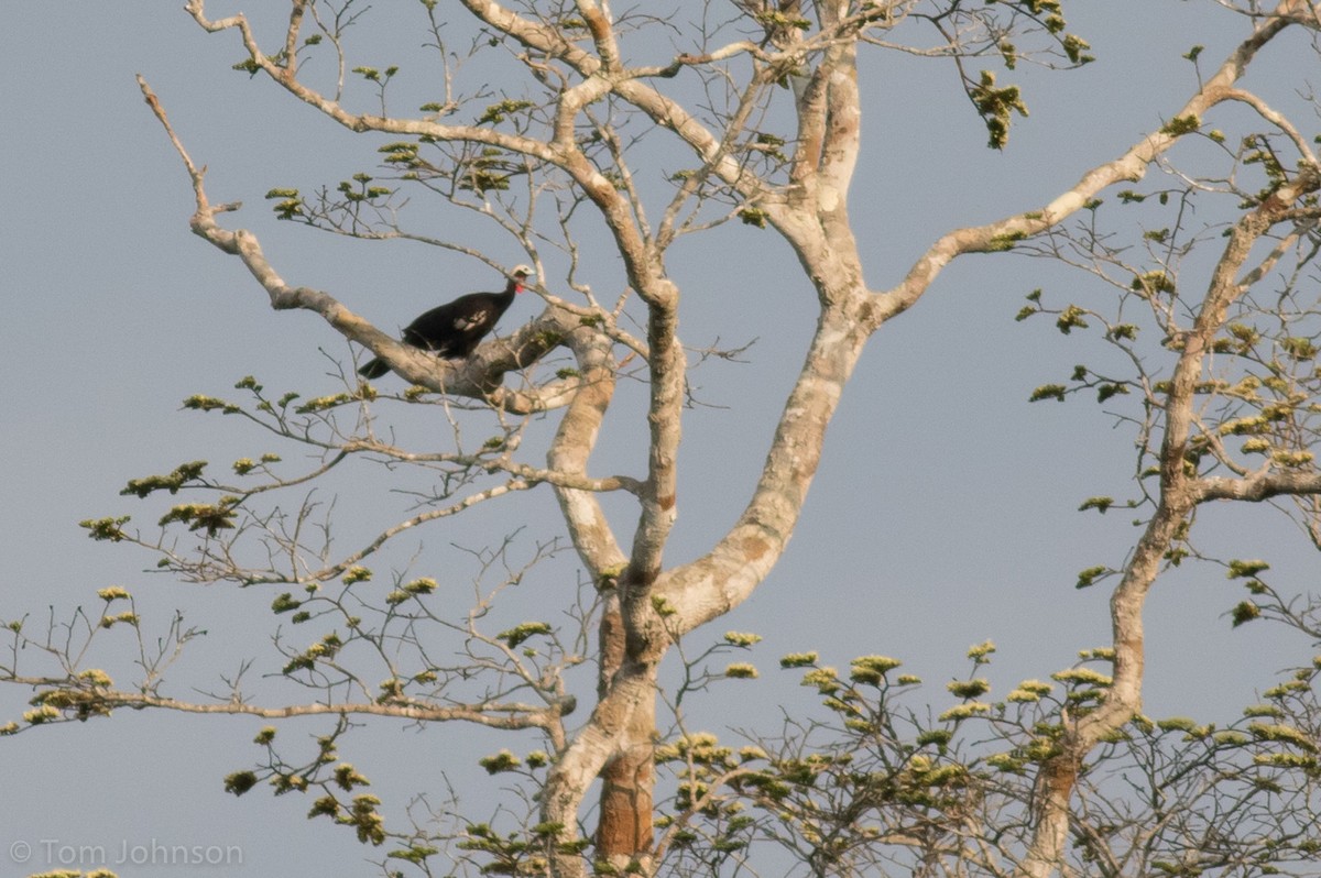 Red-throated Piping-Guan - Tom Johnson