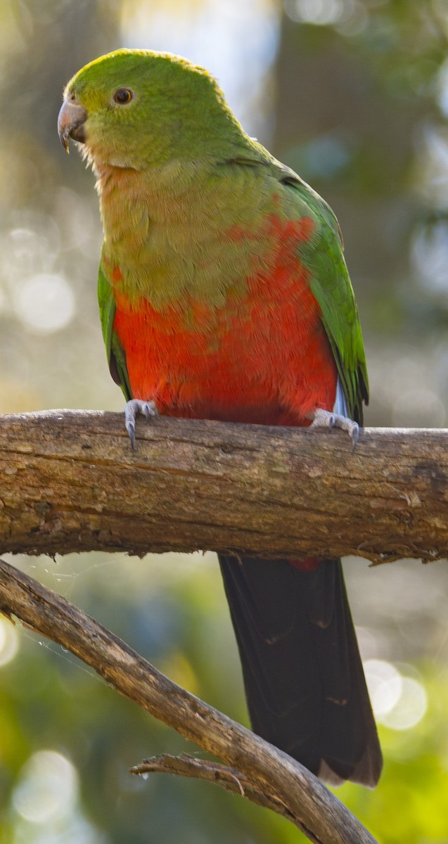 Australian King-Parrot - David Carson