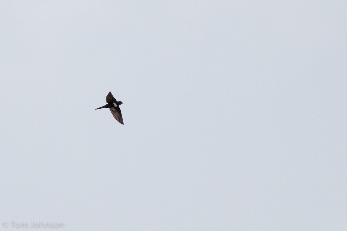 White-banded Swallow - ML112833091