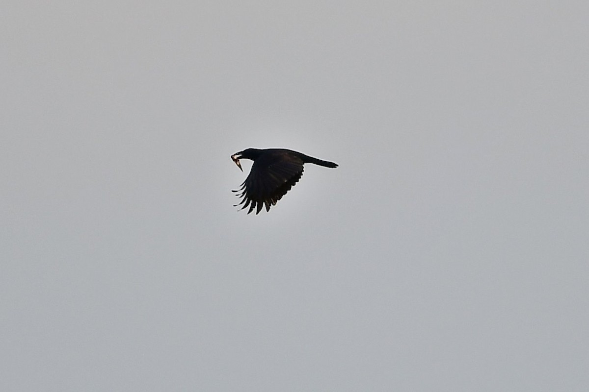 Slender-billed Crow - Anonymous