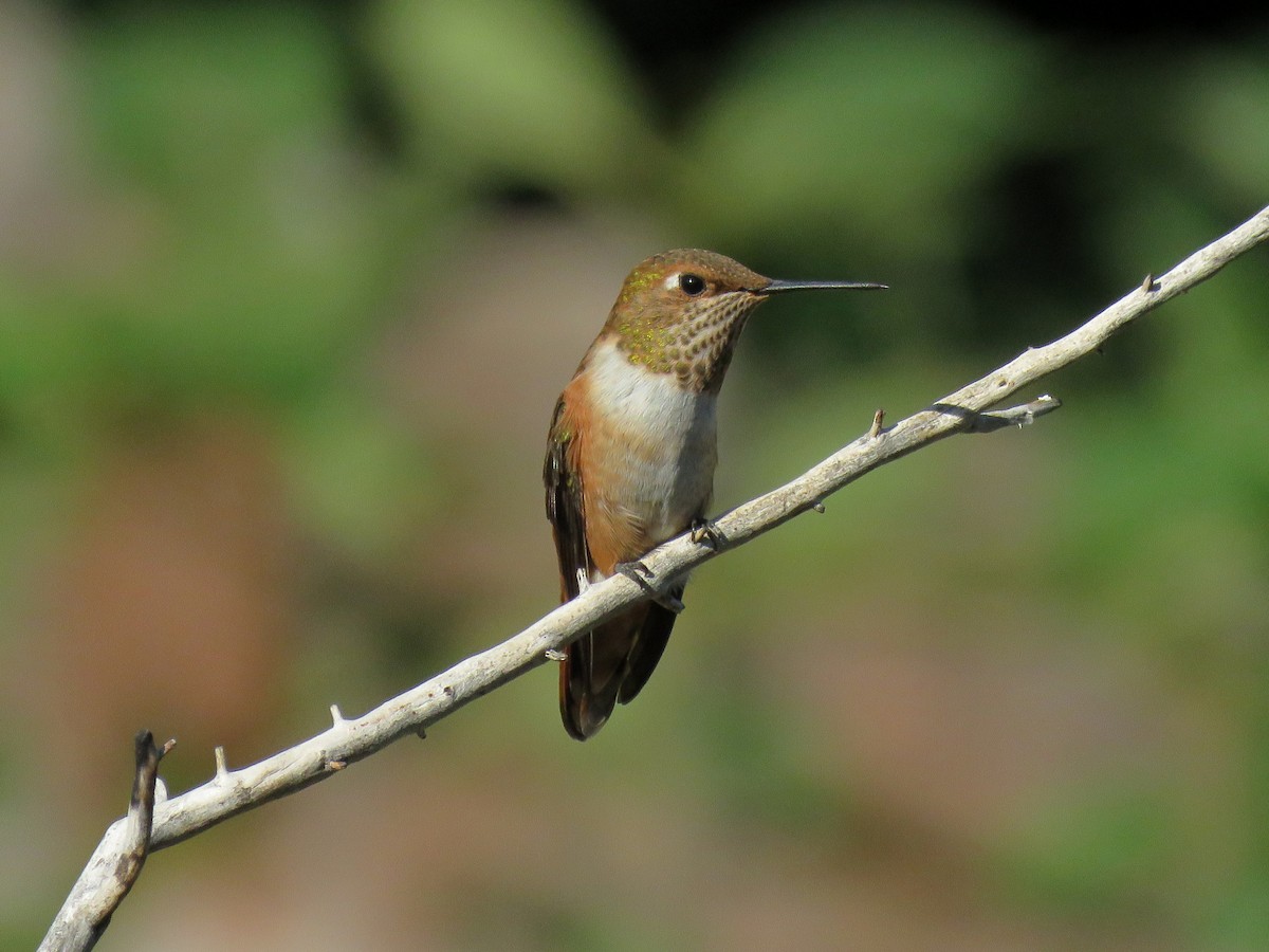 Rufous Hummingbird - ML112837061