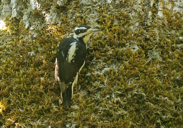 Hairy Woodpecker - Gord Gadsden