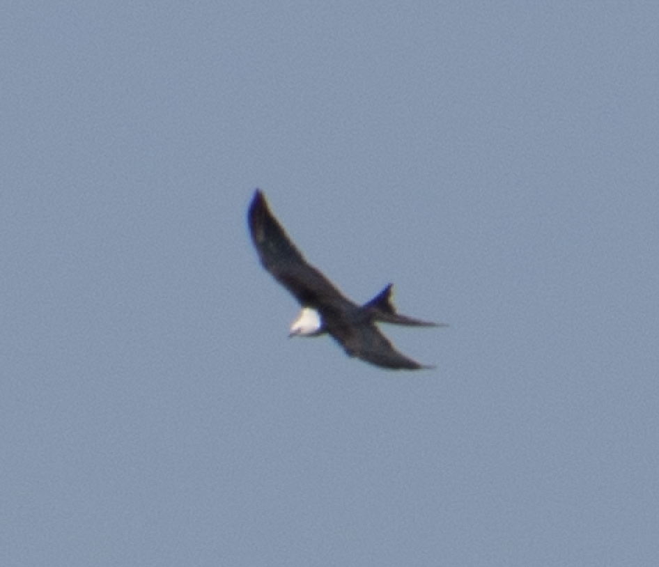 Swallow-tailed Kite - ML112837871