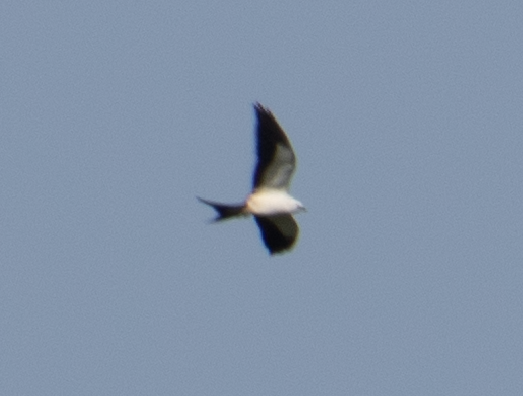 Swallow-tailed Kite - ML112837881