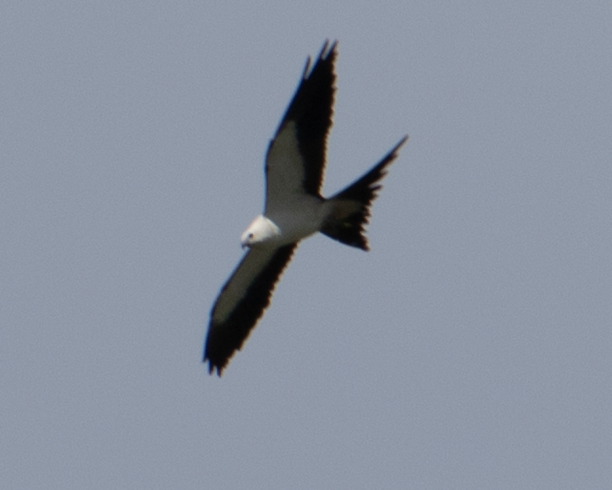 Swallow-tailed Kite - ML112837891