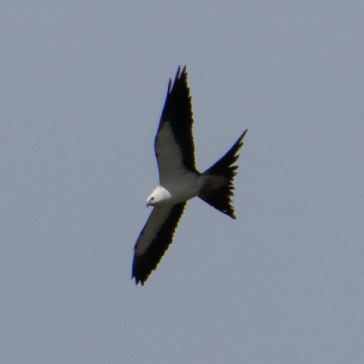 Swallow-tailed Kite - ML112837911