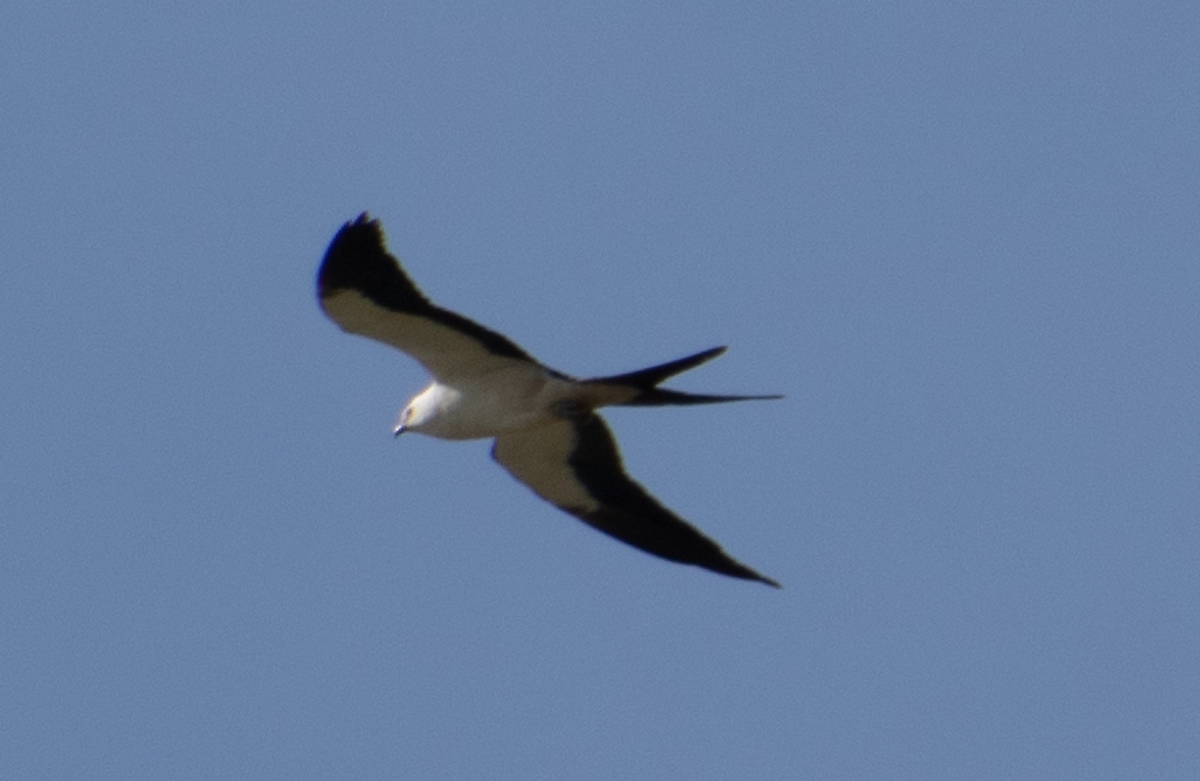 Swallow-tailed Kite - ML112837921