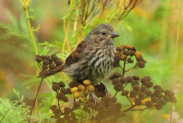 Song Sparrow - Gord Gadsden