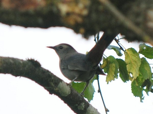 Gray Catbird - Gord Gadsden