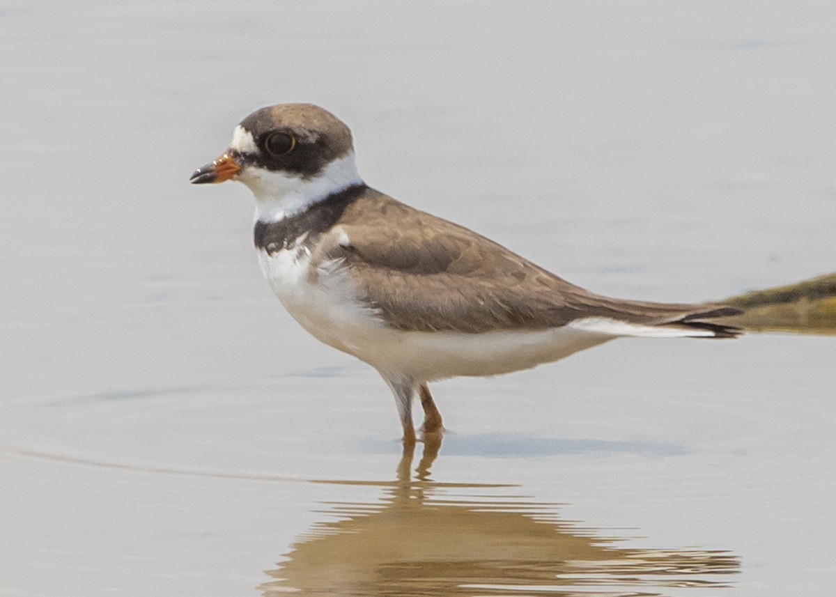 Semipalmated Plover - ML112840391