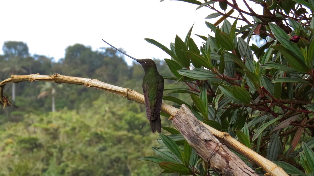 Sword-billed Hummingbird - Andreas Skiljan