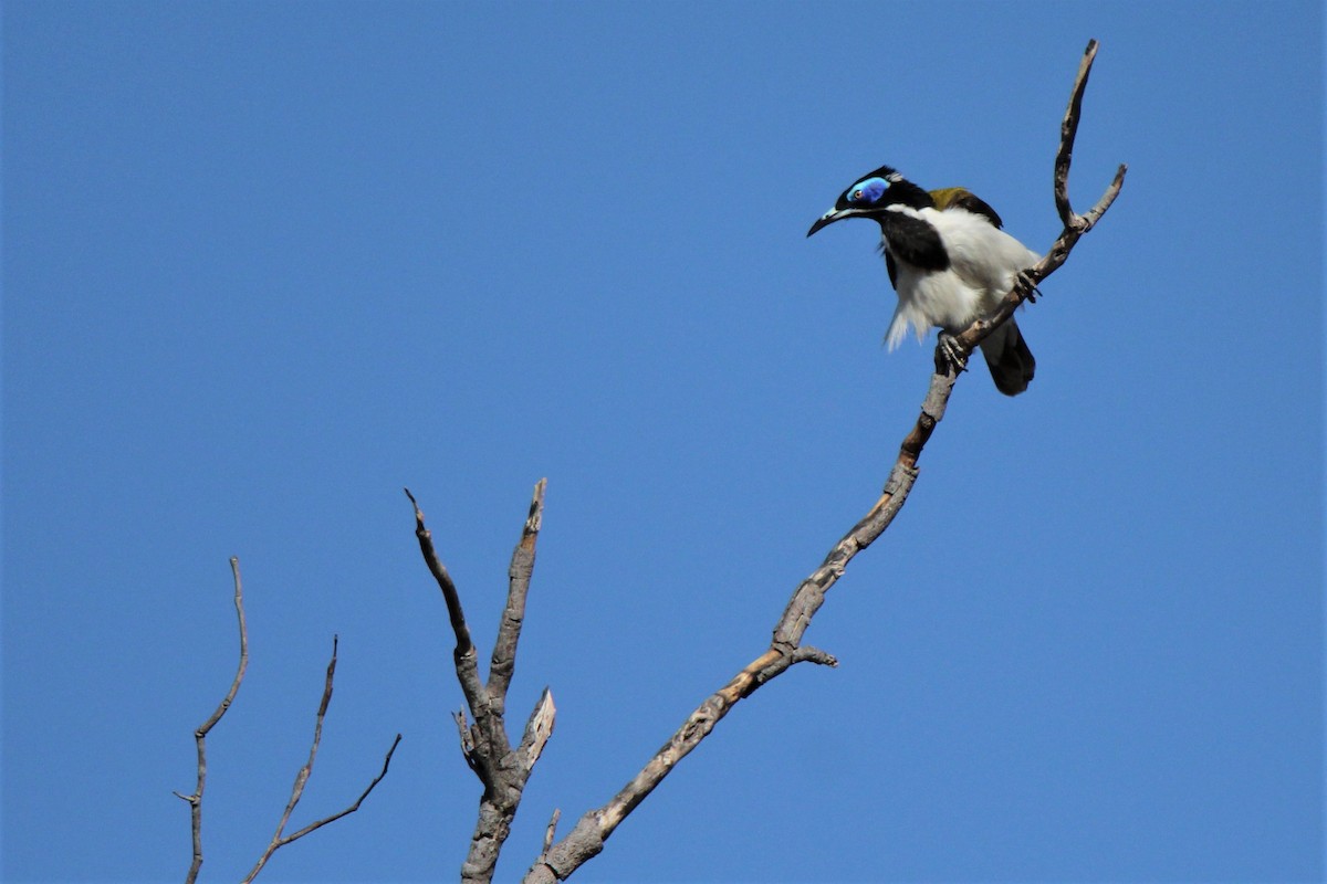 Blue-faced Honeyeater (White-quilled) - ML112849941