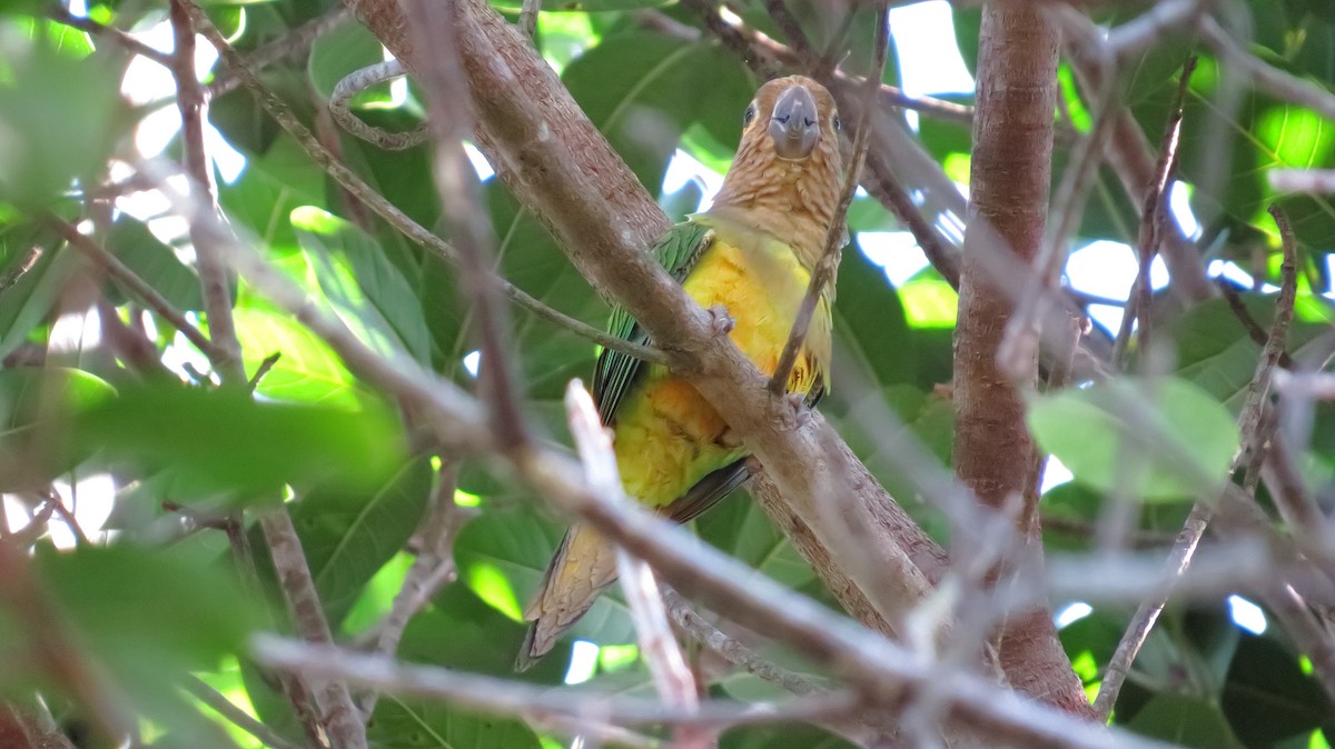 Brown-throated Parakeet - ML112850121