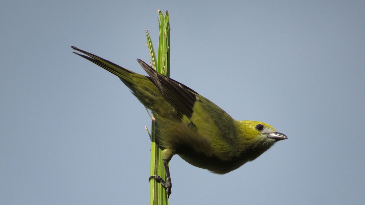 Palm Tanager - ML112850431