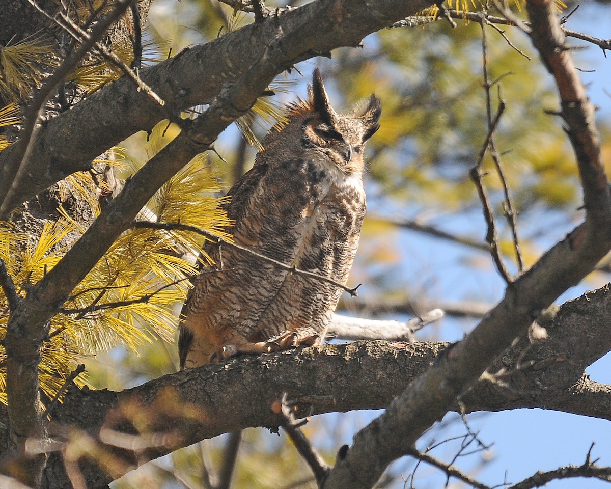 Great Horned Owl - ML112850441