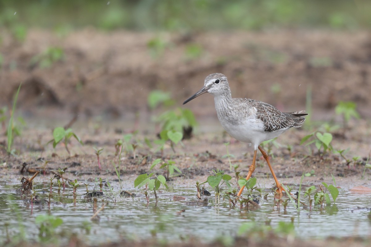 Common Redshank - Ting-Wei (廷維) HUNG (洪)