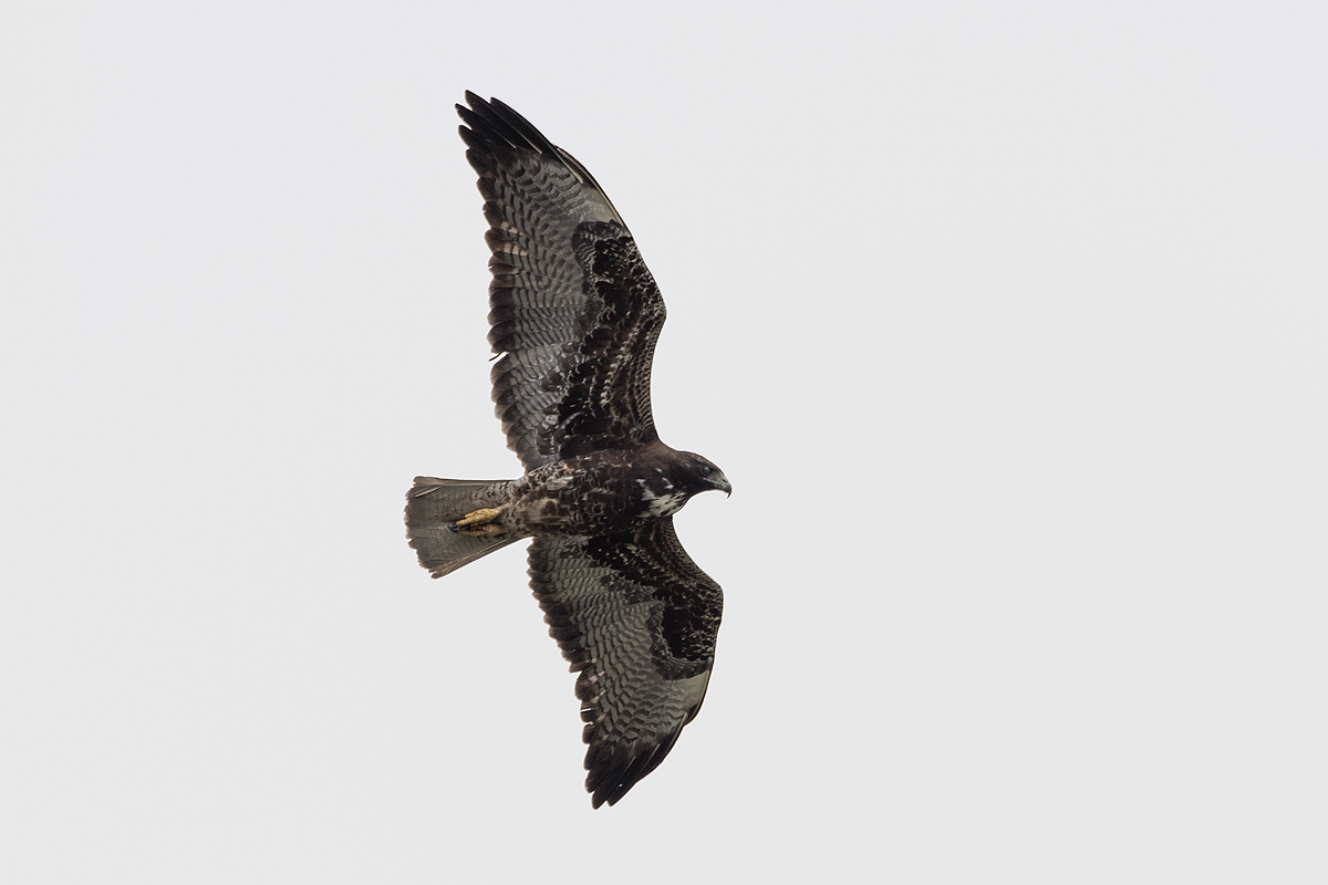 White-tailed Hawk - ML112858251